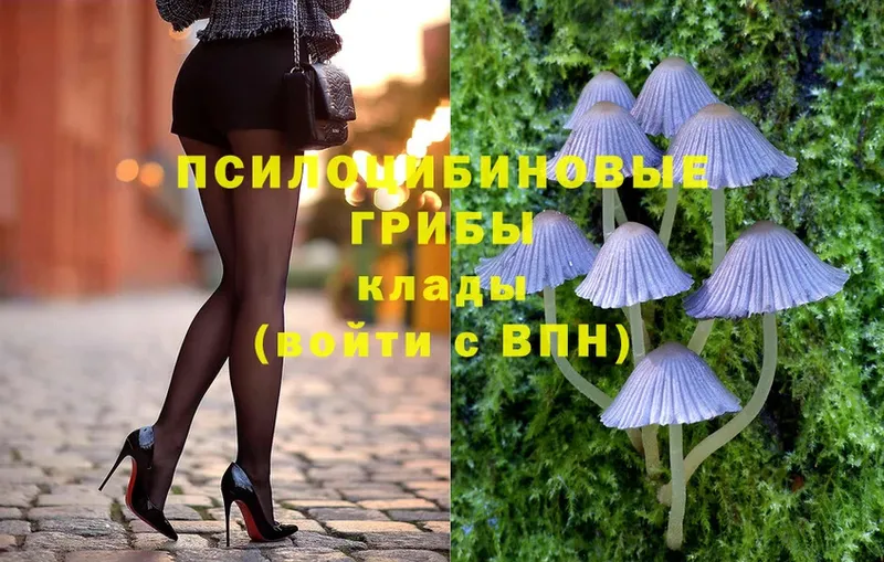 Галлюциногенные грибы Psilocybe  Ревда 